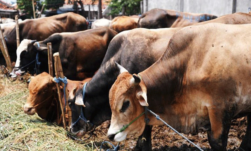 Milk Production In Pakistan Pide Blog